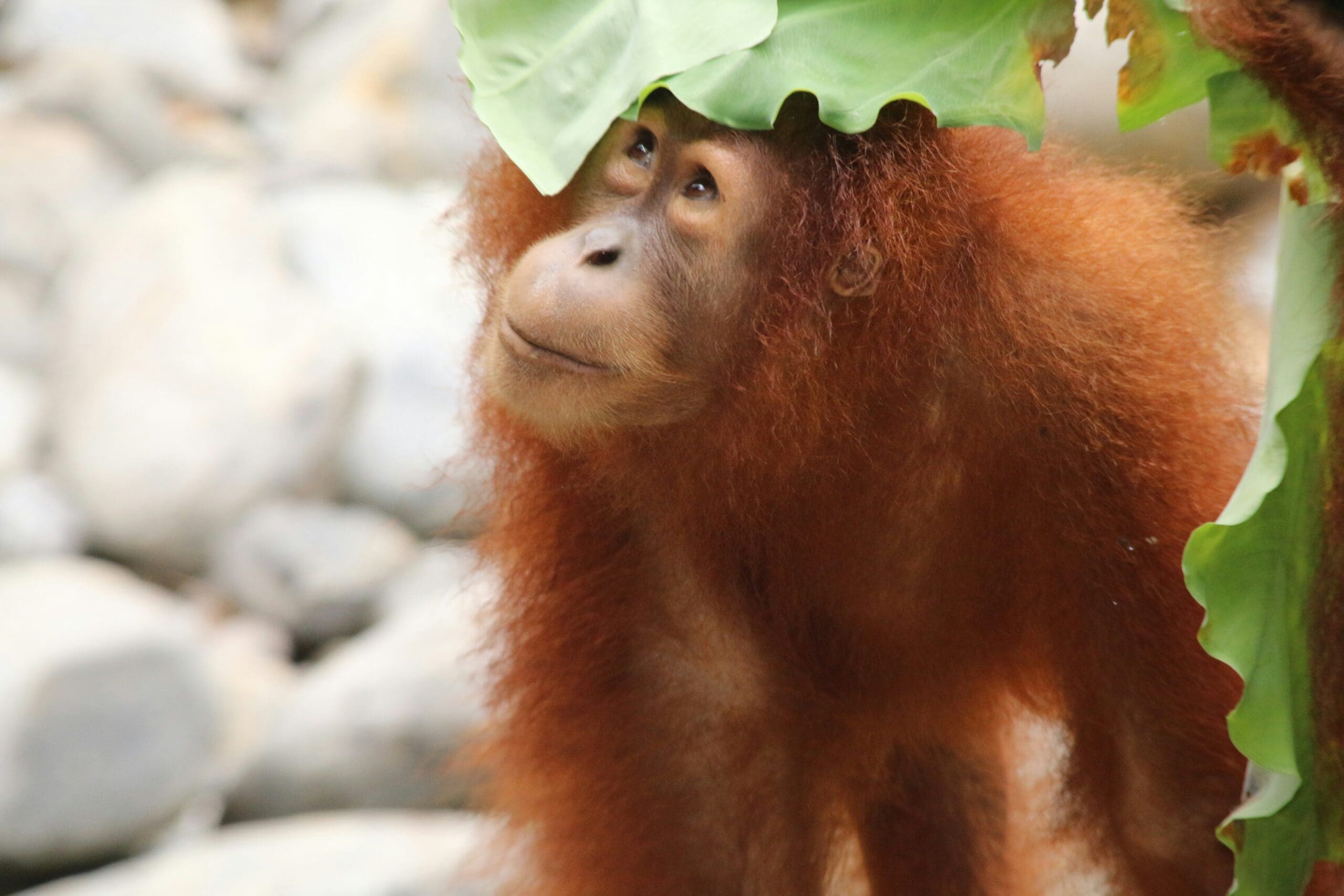 Junglewonderen van Sumatra