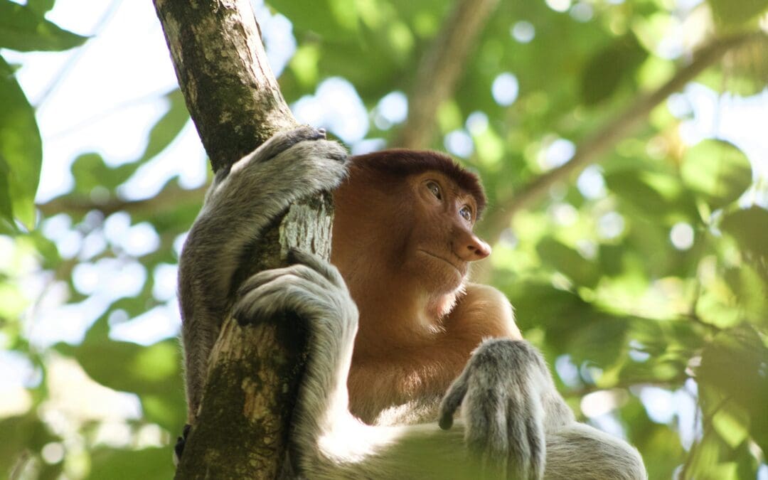 Een echte jungle-ervaring in Kinabatangan (Maleisisch Borneo)