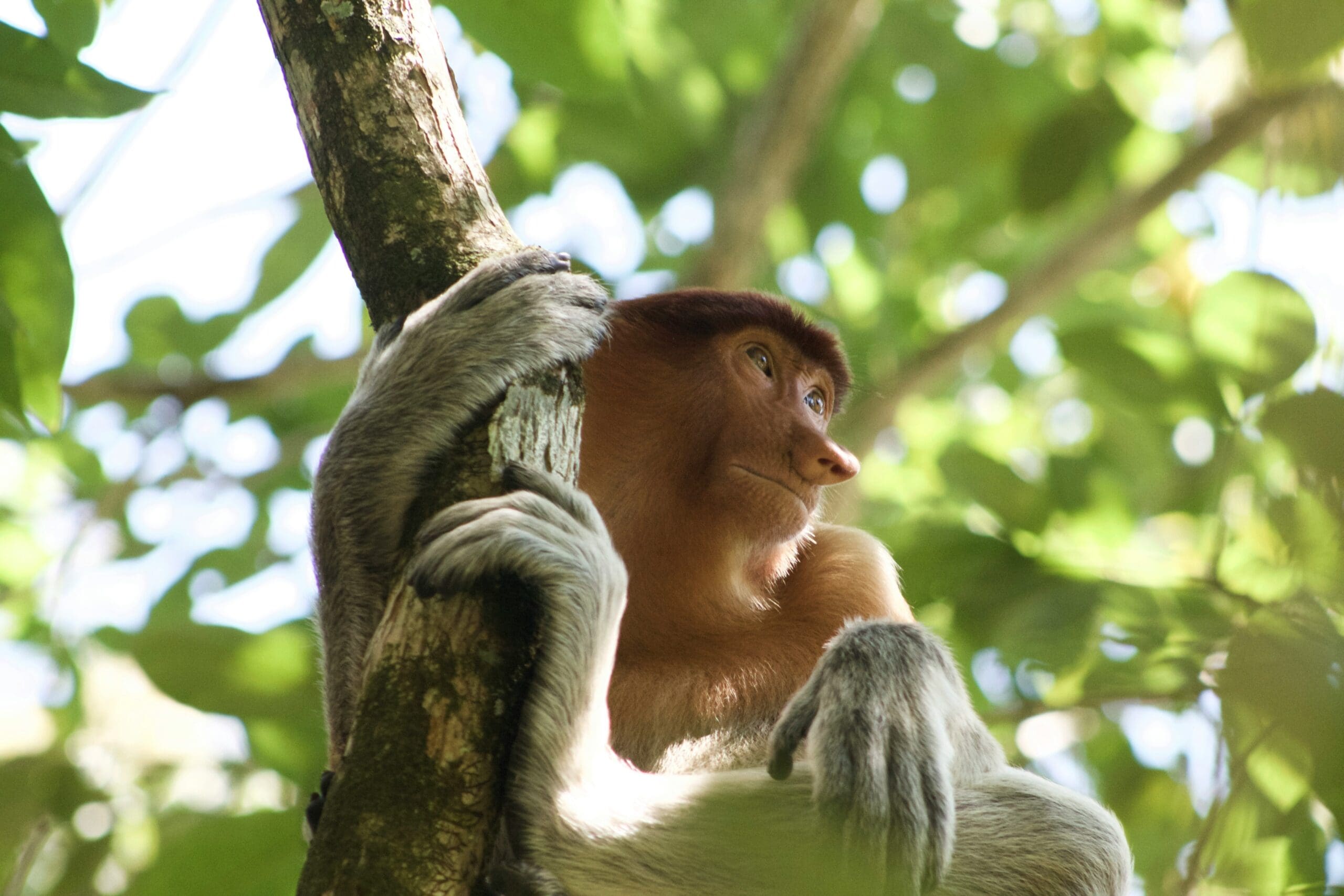 Een echte jungle-ervaring in Kinabatangan (Maleisisch Borneo)